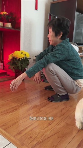 My Bunny Tried to Confront the Cat…#petbunny