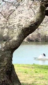 🌸 Cherry Blossoms in Philadelphia | Spring Magic