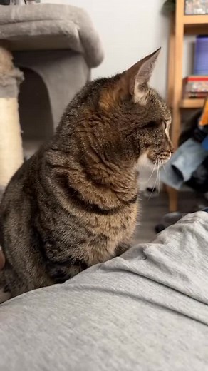 Kermit’s face at the end 😹 #catdad #catlovers #cats #catlife #gato | Javie and Mr. Kermit