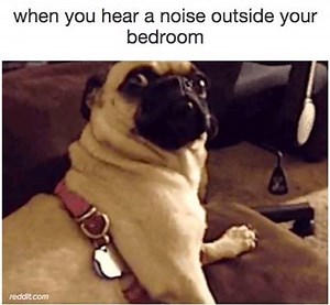 403K views · 14K reactions | BuzzFeed Animals on Reels | Facebook