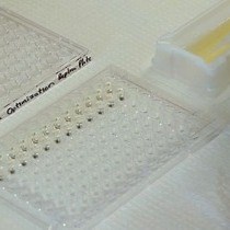 Video: A New Screening Method for the Directed Evolution of Thermostable Bacteriolytic Enzymes