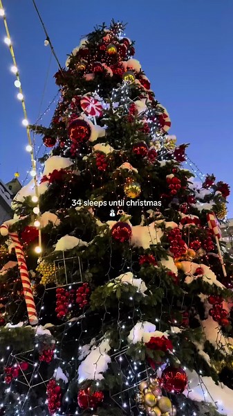 Do they know its christmas time at all?😍 #merrychristmas #xmastok #christmas #christmasiscoming #christmascountdown