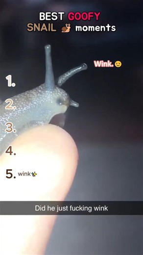 Snails are so goofy 😭💀 #funny