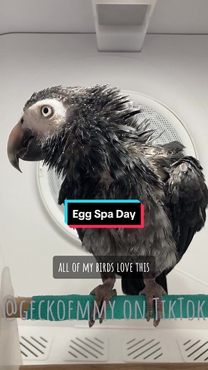 It was time for Wee/Egg to have a spa day. She gets a bath and dry and a little nail filing #parrotsoftiktok #petbirds #parrotbath