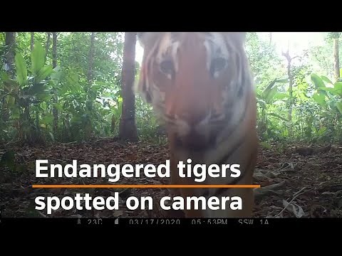 Rare footage gives hope for endangered tiger species