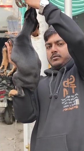 Doberman Puppies sale in Kolkata 🐾 All India Delivery 📞7003362258