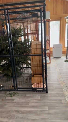 Alexis Broz on Instagram: "Finally got a video of Fraser the porcupette using his exercise wheel, and it is as adorable as you would imagine. We haven't had a porcupine come into rehab yet who didn't love the running wheel, it is always a big hit. These porcupines heard "survival of the fittest" and decided to put in the work😂 #wildliferehabilitation #wildliferescue #rescuerehabrelease #wildforlifeinc #porcupine"
