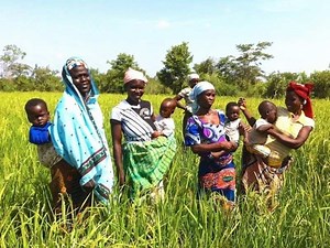 Rice farming in Nigeria - 10 easy steps to success