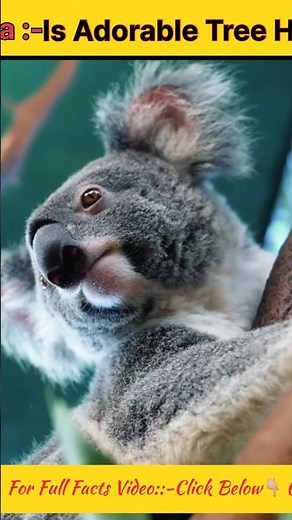 Koala's is Adorable Tree Hugger🐨 #koala #animalfacts #cutanimals #koalafacts