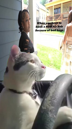 1 star air bnb #christinaalways #fyp #viralreels #pov #catdrivingcar #explorepage | Christina Always