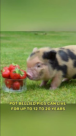 "Pot-Bellied Pigs: Small in Size, Big in Personality"
