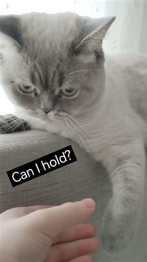 PLAY WITH ME! | #cat cute #catplaying #pets #chubbycat #funnycats