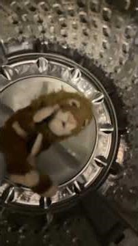 Crazy Dave gets stuck in the washing machine ￼