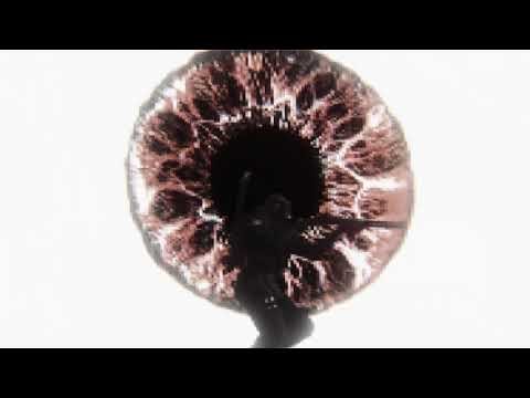 Live Leak - Siege X Edit