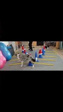 online Hundefitness Adventskalender 2025