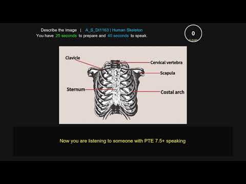 PTE Describe Image anatomy diagram 1163 Labeled human rib cage & skeleton