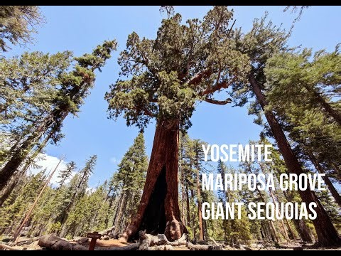Yosemite Park Mariposa Grove Giant Sequoias | 4K