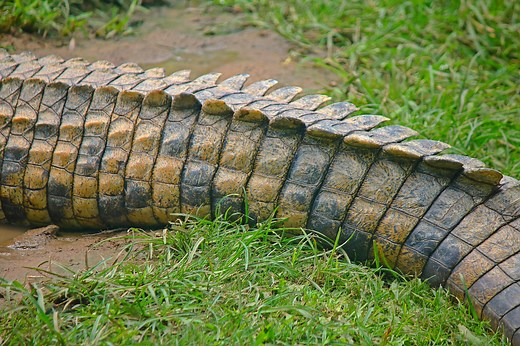 Top 10 Cryptids Lying Low in Georgia