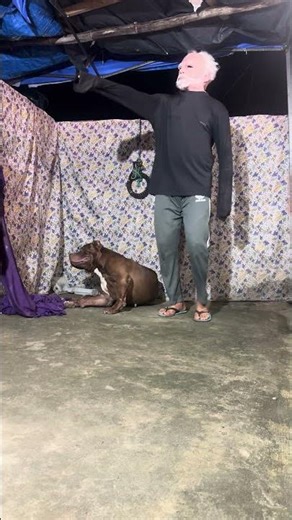 Pitbull red lion🔥#lekthebestkennel