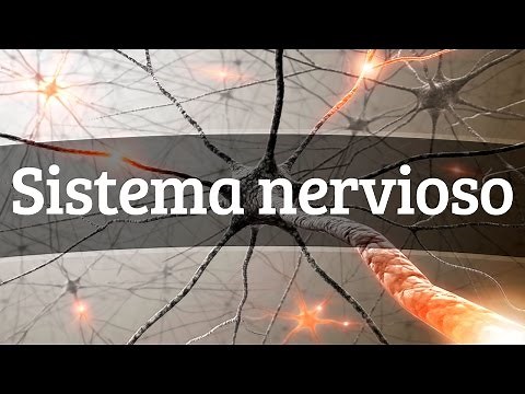 El funcionamiento del sistema nervioso