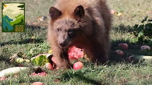 3.2K views · 165 reactions | Summer may be over, but our bear cubs...