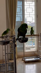 Just some parrots singing Happy Birthday 🦜😂 ViralHog | MetDaan Animals