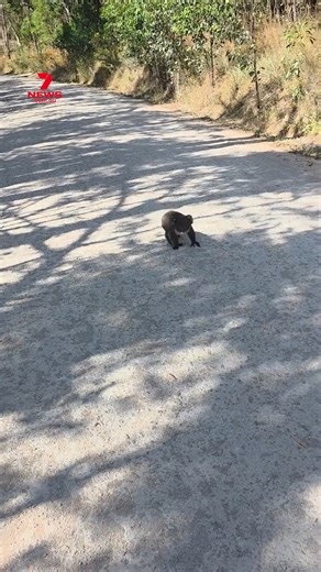 While on patrol in the Adelaide Hills, a police officer was stopped by a local fluffy resident looking to cool down at Kersbrook. | 7NEWS Adelaide