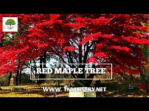 The Benefits of Red Maple Trees - TN NURSERY