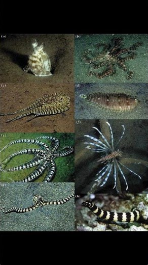 The Shapeshifting Octopus