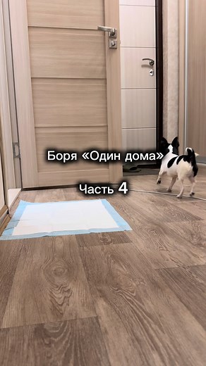 Chihuahua Breeds and Care Tips