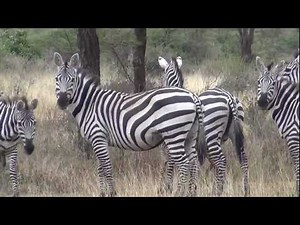 Zebras in the National Wildlife Reserve, Yalbello, Ethiopia
