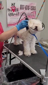 My Favorite Groomer, LLC. on Reels