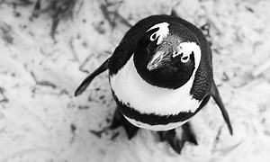 Rescatux regresa con nueva versión estable para ayudarte a rescatar Linux, Windows y UEFI - MuyLinux