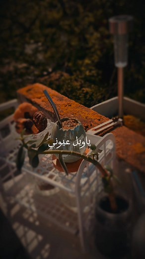 Morning Tea with Fairouz | Calming Fairouz Morning Songs