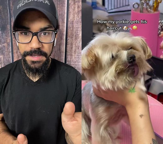 Professional Morkie Hair Grooming: Tips and Tricks