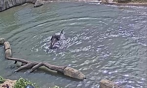 For just $25 a year you can become a virtual member from anywhere in the world and get access to our live cams at elephant, hippo, giraffe, and lion! https://cincinnatizoo.org/membership/#membership-virtual | Cincinnati Zoo & Botanical Garden