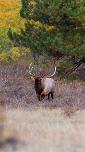 A moment from the rut. I only saw this bull a few times during the rut, but he’s cool! I love when bulls get that fired up attitude! #rut #bull #elk #elkrut #bullelk #estespark #fypreels #wildlife #autumn #wild #naturebeauty | Colorado Wild Photography
