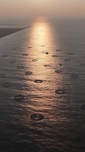 112 reactions | A big harvest at marine ranching in China's Guangdong! In recent years, Maoming City has been vigorously developing the marine economy. Click to view its flourishing fishery industry. #searanch #Guangdong #fishery #GoldenPomfret #MarineEconomy #Maoming #SustainableFishing #VibrantChina #FlourishingChina | China Pixels | Facebook