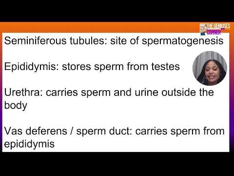 Grade 11 Life Sciences | Male Reproductive System Explained