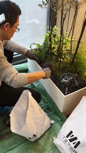 Attracted by Nanyang Bamboo landscape? Easy to maintain! #greenplant #indoorplantlandscape