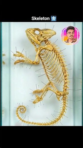 Skeleton in Museum 🤔 | dermestid beetles 😱 #shorts