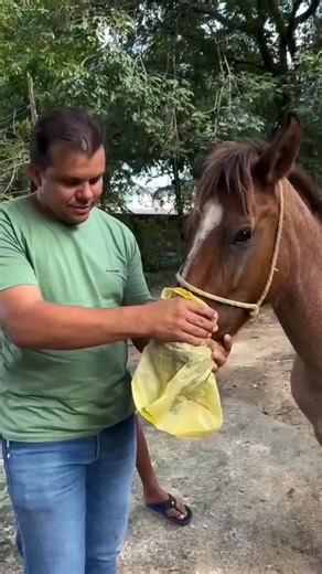Fact Cus on Instagram: "How Vets Check Horse Lungs 🫁 This video explains the rebreathing test, a simple method vets use to listen to a horse’s breathing and identify possible lung infections, blockages, or respiratory issues. It helps detect problems early by making faint lung sounds easier to hear. ⚠️ Disclaimer: This video is for educational purposes only. It does not replace professional veterinary advice, diagnosis, or treatment. #horsefacts #veterinary #animalhealth #shorts #sciencefacts"