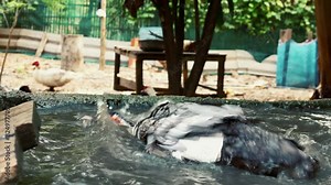 Ducks Mating on water in duck farm, father and mother ducks hybridize ,Natural sustainable breeding