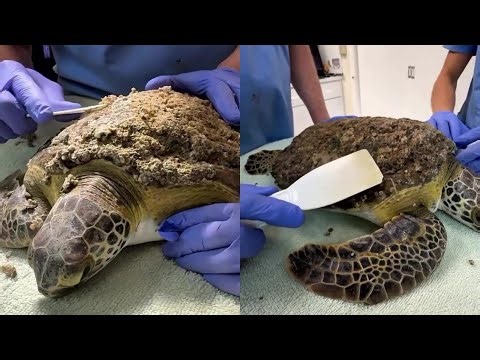 Heavily encrusted in barnacles and critical blood levels, but this sea turtle still fough to live!