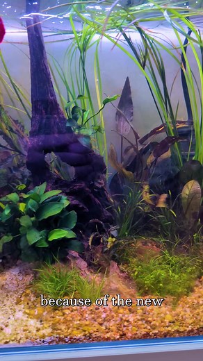 Understanding New Tank Syndrome and Diatoms in Aquariums