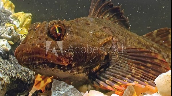 Video captures flatfish resting on seabed with emphasis on adaptive coloration blending seamlessly with surrounding environment. Detailed view of fish's body structure and habitat integration.