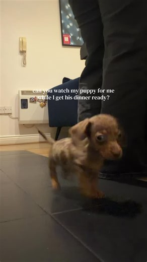 Dachshund Moment on Instagram: "Love you doki 🤎✨ Credit : paooamadoor on TikTok No Hate Please…Just DM for Credit or Removal #sausagedog #dogslover #dachshundsonly #dachshundlover #dachshundofinstagram"