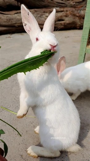 “Happy Rabbits Eating 🐰🥕” #rabbit #rabbitfood