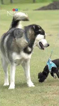 Alberta golf course has gone to the dogs