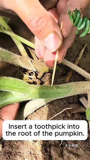 Insert toothpick in pumpkin roots to increase production #suzyfarms #garden #plants #vegetables #farm #food #pumpkin | Suzy Farms